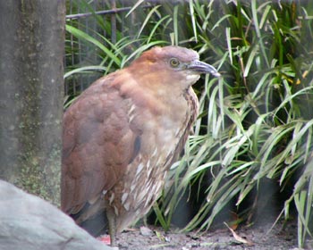 ���䂩�����~�]�S�C