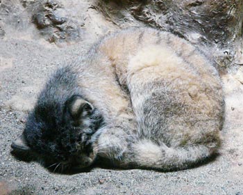 �ۃA�����l�R