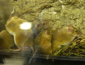 �����Ƃ�������