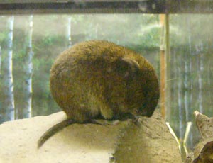 ��l�ł���������