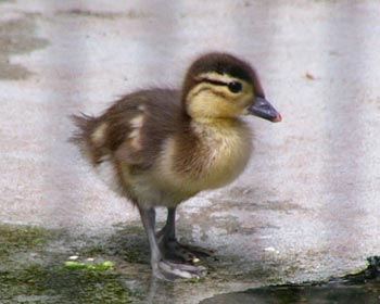 �I�V�h���̎q