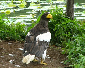 �I�I���V�̑��̓f�J������