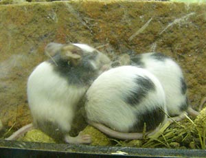 �p���_�}�E�X����������