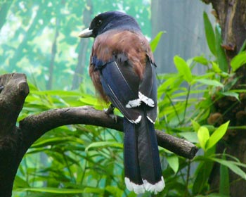 �����J�P�X�͌�