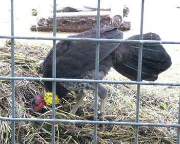 �炪�������u�c�J�c�N��