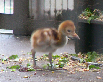 �ʐ^���B������}�i�d���̐e�Ɏ���ꂽ